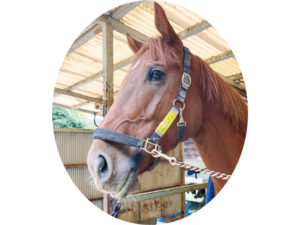 ポンドエクスプレス