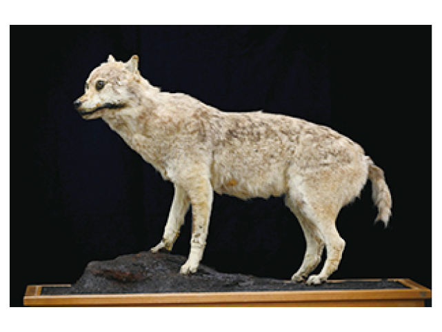 企画展示「ニホンオオカミ」