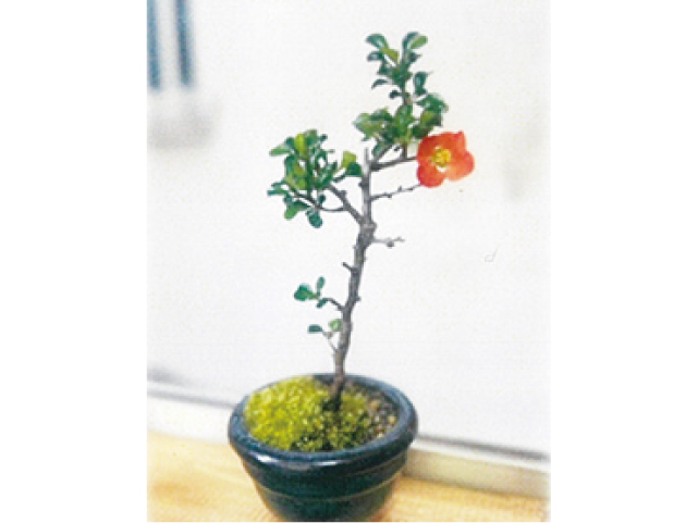 ミニ苔(こけ)盆栽づくり教室