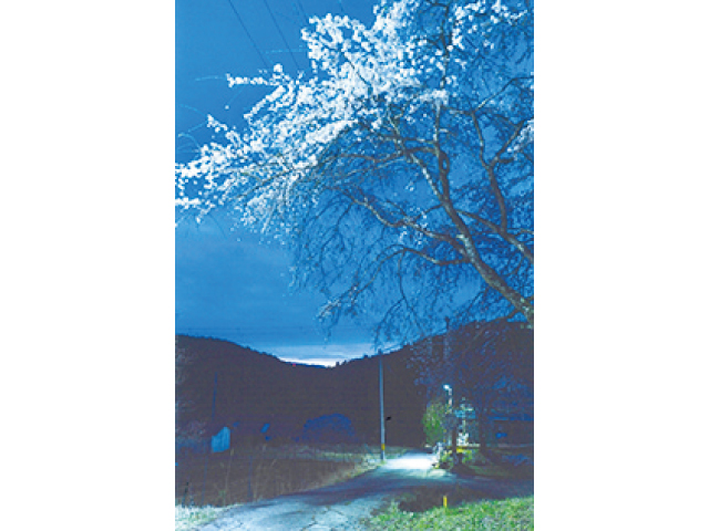 ティーズカフェさくら部写真展