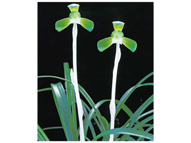 春蘭(らん)展示会