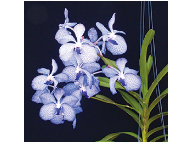 和歌山春の洋らん展