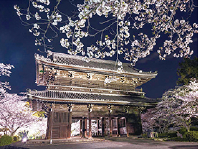 桜のライトアップ