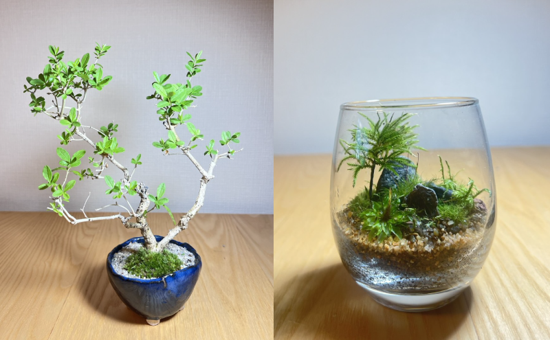 苔玉、ミニ盆栽、苔テラリウム、和のうつわ