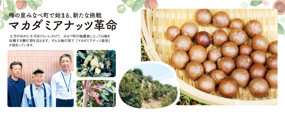 リビング和歌山2026年5月23日号「梅の里みなべ町で始まる、新たな挑戦 マカダミアナッツ革命」